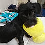 animal, bed, black_dog, blanket, canine, companion, cozy, cute, dog, domestic_animal, fur, furniture, indoor, living_room, pet, pet_toy, playful, plush_toy, resting, toy