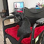 Snoopy joined the competition — help win amazing prizes! appliance, black_dog, black_fur, cozy, curious, cushion, dog, furniture, home, household_items, indoor, living_room, looking_back, pet, red_blanket, seated, table, television, tile_floor, wheelchair