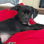 Snoopy joined the competition — help win amazing prizes! animal, bedroom, black_dog, blanket, cozy, cute, dog, ears, eyes, fur, furniture, indoor, looking, nose, paw, pet, puppy, red_cushion, relaxed, resting