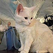 Lana is registered to the contest to win money with this photo: cat, white_cat, fluffy, sitting, indoors, portrait, animal, pet, fur, ears, whiskers, eyes, wooden_surface, figurine, blue_dress, background, household, phone_screen, black_borders, photograph