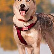 Priska a rejoint le concours — aidez-le/la à gagner de superbes lots ! dog, canine, animal, pet, standing, harness, outdoor, nature, wood, autumn, blurred_background, happy, tongue_out, ears_up, brown_fur, white_fur, collar, friendly, portrait, daylight