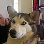 dog, husky, blue_eyes, pet, indoor, close_up, animal, furry, ears, face, snout, domestic, cozy, home, canine, portrait, looking_away, fur, companion, relaxed