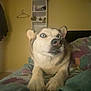 dog, husky, blue_eyes, bed, blanket, indoor, pet, animal, fur, canine, resting, furniture, shelf, home, cozy, looking_away, ears, snout, paws, wall