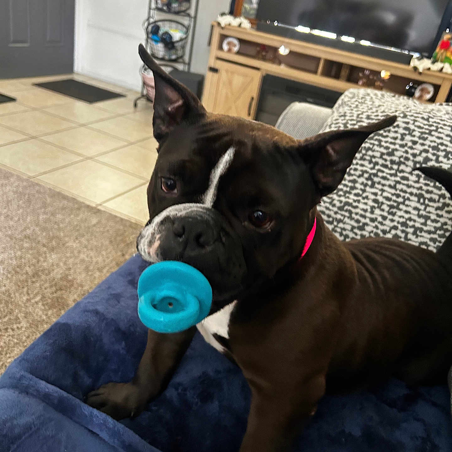 Maci May joined the competition — help win amazing prizes! animal, black_dog, blanket, canine, carpet, collar, couch, cute, dog, ear_up, floor, furniture, home, household, indoor, living_room, pet, playful, television, toy