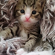 Chessie joined the competition — help win amazing prizes! adorable, animal, blanket, cat, close_up, cozy, cute, fluffy, fur, indoor, kitten, paws, pet, pink_nose, resting, sleepy, soft, tabby, whiskers, young