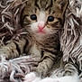 adorable, animal, blanket, cat, close_up, cozy, cute, fluffy, fur, indoor, kitten, paws, pet, pink_nose, resting, sleepy, soft, tabby, whiskers, young