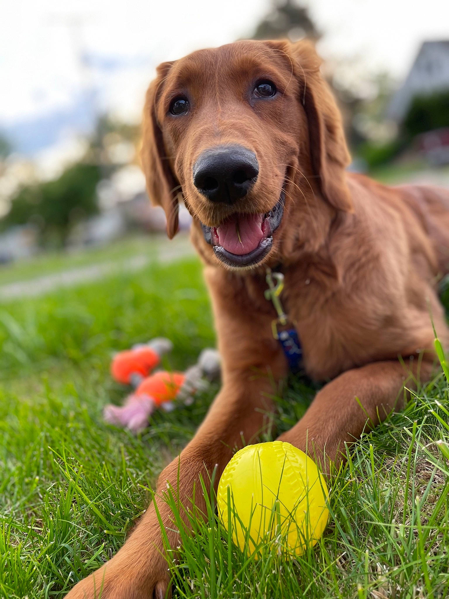 Huxley joined the competition — help win amazing prizes! ball, canidae, carnivore, collar, companion_dog, dog, dog_breed, dog_collar, football, grass, green, gun_dog, liver, plant, sky, snout, sporting_group, sports_equipment, tennis_ball, working_animal