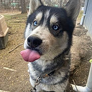 Soda is registered to the contest to win money with this photo: animal, blue_eyes, canine, chain, close_up, collar, cute, dog, fur, leash, muzzle, nature, outdoor, pet, playful, portrait, siberian_husky, tongue_out, tree, yard