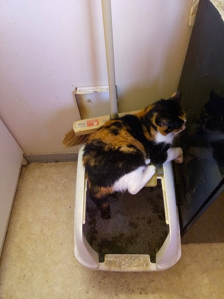 Isis participe au concours pour gagner de l'argent avec cette photo : carnivore, cat, cat_supply, chair, comfort, domestic_short_haired_cat, felidae, floor, flooring, fur, hardwood, mammal, pet_supply, room, small_to_medium_sized_cats, stairs, tail, vertebrate, whiskers, wood