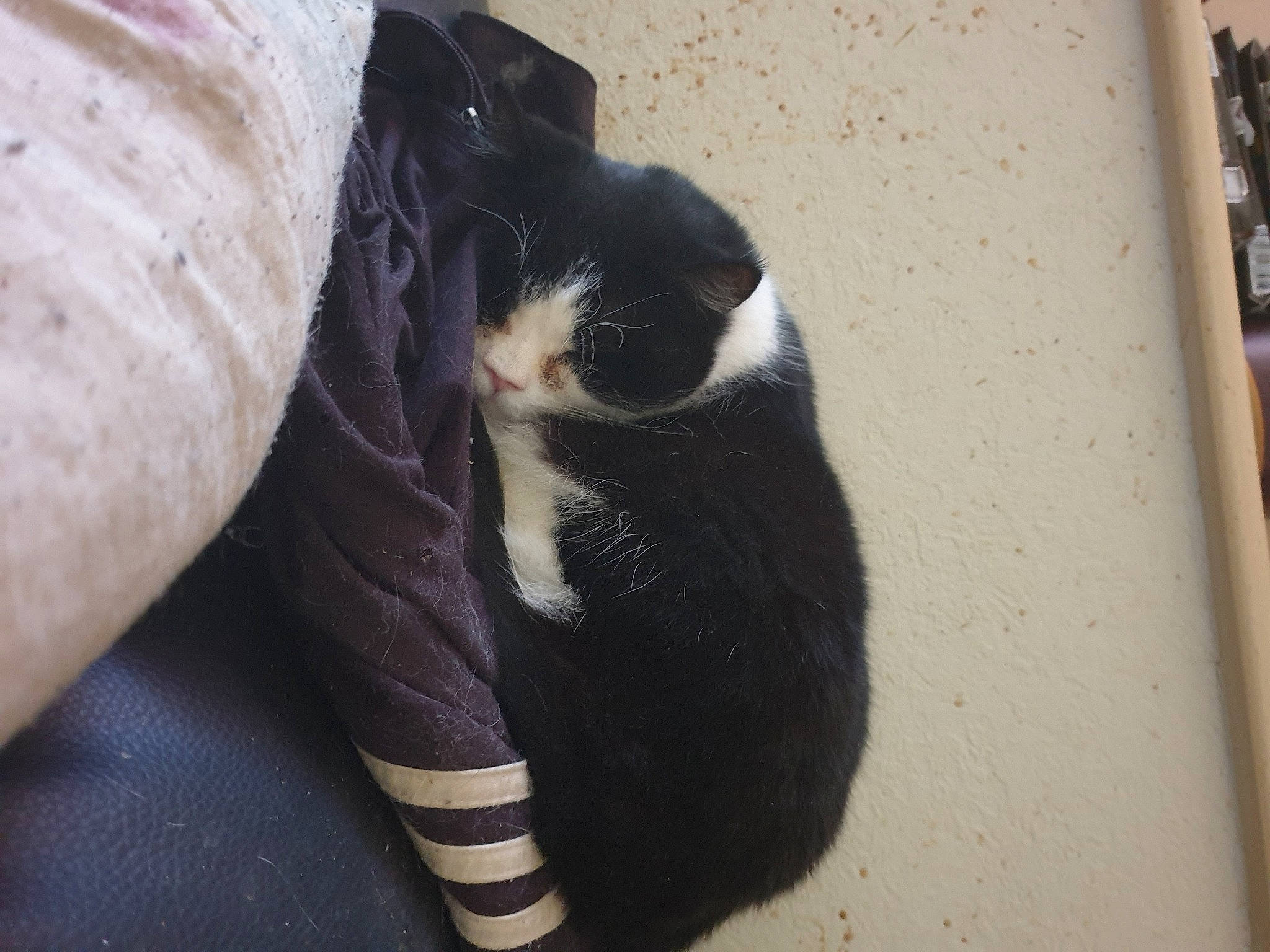 Lucky participe au concours pour gagner de l'argent avec cette photo : carnivore, cat, cat_supply, claw, comfort, domestic_short_haired_cat, felidae, flooring, foot, fur, human_leg, paw, small_to_medium_sized_cats, snout, tail, terrestrial_animal, thigh, whiskers, window, wood