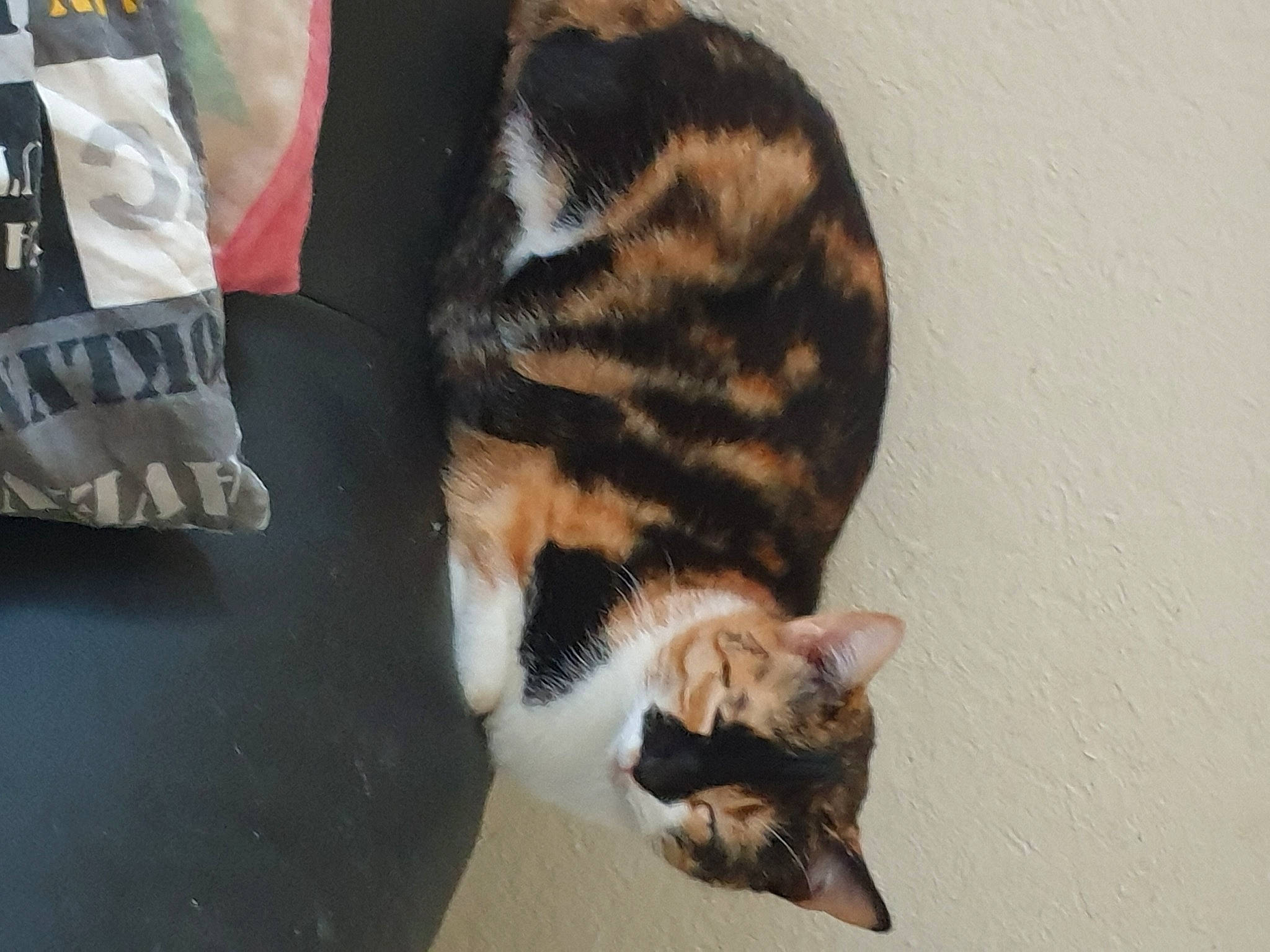 Crapouille participe au concours pour gagner de l'argent avec cette photo : brown, carnivore, cat, claw, comfort, domestic_short_haired_cat, felidae, foot, fur, mammal, paw, plastic_bag, small_to_medium_sized_cats, snout, tail, terrestrial_animal, whiskers