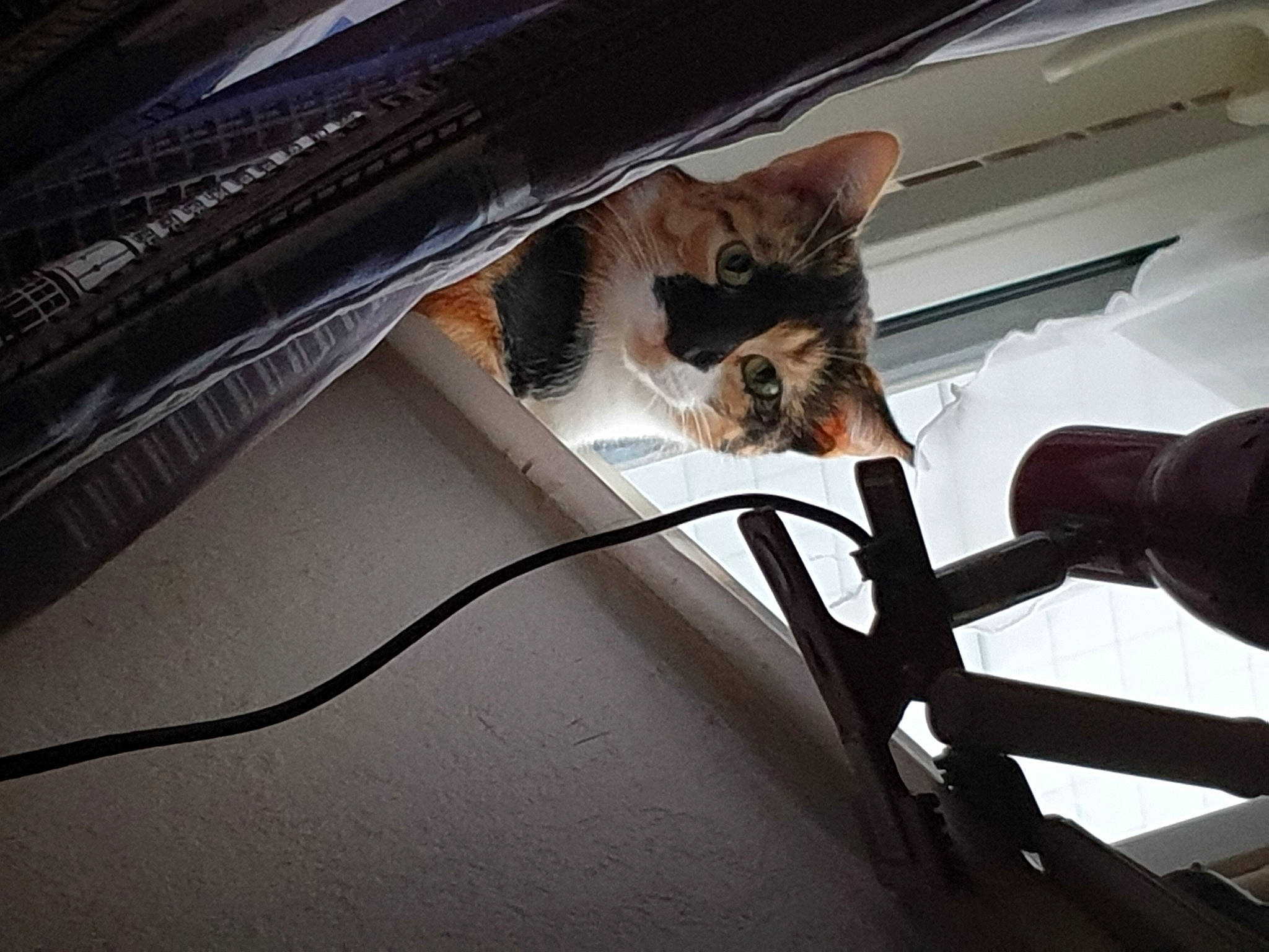 Crapouille a rejoint le concours — aidez-le/la à gagner de superbes lots ! audio_equipment, auto_part, automotive_exterior, automotive_window_part, cable, carnivore, cat, electrical_wiring, felidae, metal, motor_vehicle, small_to_medium_sized_cats, tail, tints_and_shades, vehicle_door, whiskers, window, windshield, wire, wood