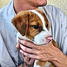 puppy, dog, person, hand, holding, brown_and_white, mustache, close_up, portrait, calm, indoor, light, skin, fingers, cute, pet, animal, young_dog, expression, human