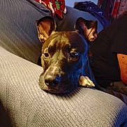 Shena is registered to the contest to win money with this photo: dog, black_dog, couch, blanket, indoor, pet, resting, animal, fur, ears, snout, person, human_arm, fabric, home, living_room, cozy, relaxed, portrait, domestic