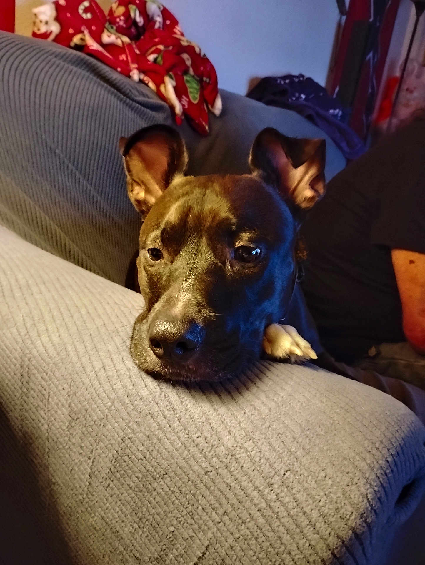 Shena is registered to the contest to win money with this photo: dog, black_dog, couch, blanket, indoor, pet, resting, animal, fur, ears, snout, person, human_arm, fabric, home, living_room, cozy, relaxed, portrait, domestic