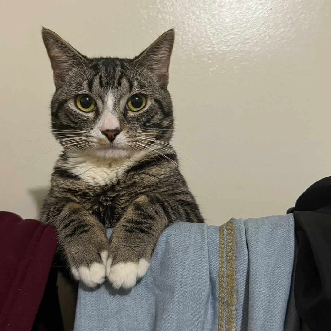 Binx