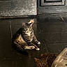 Binx joined the competition — help win amazing prizes! cat, cats, tabby_cat, feline, pet, sitting, standing, indoor, dark, tile, ledge, window, wood, metal, barrier, portrait, animal, striped_fur, watchful, funny