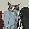 Binx joined the competition — help win amazing prizes! cat, tabby_cat, feline, animal, pet, face, eyes, ears, whiskers, striped_fur, gray_fur, indoor, laundry, towel, backpack, chair, household, portrait, close_up, grumpy_expression