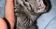 Binx is registered to the contest to win money with this photo: kitten, cat, tabby, animal, pet, feline, sleeping, lying_down, cuddling, hand, human, bedding, blanket, bed, indoor, close_up, fur, striped, cute, cozy
