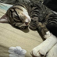 Binx is registered to the contest to win money with this photo: cat, tabby_cat, white_paws, sleeping, relaxed, lying_down, pet, feline, whiskers, ears, striped_fur, bed, bedroom, bedding, indoors, close_up, animal_portrait, cozy, resting, paws