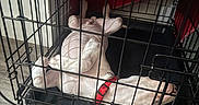 Blaze is registered to the contest to win money with this photo: dog, pet, sleeping, crate, kennel, harness, red_harness, upside_down, lying_down, indoors, home, floor, metal_bars, cage, blanket, resting, small_dog, relaxed, portrait, funny_pose
