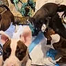 Blaze joined the competition — help win amazing prizes! puppies, dogs, kennel, playpen, rope_toy, puppy, brown_and_white, black_and_brown, animal, pets, litter, playing, cuddling, outdoor_potty_pad, wire_cage, blanket, eyes, snout, portrait, adorable