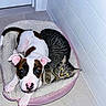 Blaze joined the competition — help win amazing prizes! puppy, dog, cat, kitten, animal, pet, sleeping_bed, pet_bed, cozy, indoor, bathroom, tile, floor, striped_cat, spotted_dog, wide_eyes, yellow_eyes, black_white, brown_white, companions