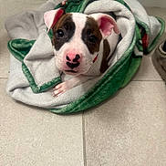Blaze joined the competition — help win amazing prizes! puppy, dog, canine, pet, animal, portrait, face, eyes, nose, ears, white_and_brown, short_hair, blanket, wrapped, floor, tile, indoor, cute, sitting, closeup