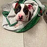 puppy, dog, canine, pet, animal, portrait, face, eyes, nose, ears, white_and_brown, short_hair, blanket, wrapped, floor, tile, indoor, cute, sitting, closeup