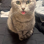 Mazikeen is registered to the contest to win money with this photo: cat, tabby, tongue_out, pet, indoor, bed, black_bedspread, fur, whiskers, ears, green_eyes, cute, animal, domestic_cat, feline, closeup, sitting, front_view, household, cozy