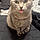 Mazikeen