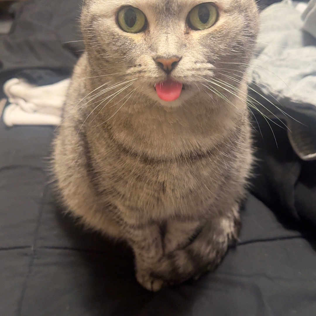 Mazikeen is registered to the contest to win money with this photo: cat, tabby, tongue_out, pet, indoor, bed, black_bedspread, fur, whiskers, ears, green_eyes, cute, animal, domestic_cat, feline, closeup, sitting, front_view, household, cozy