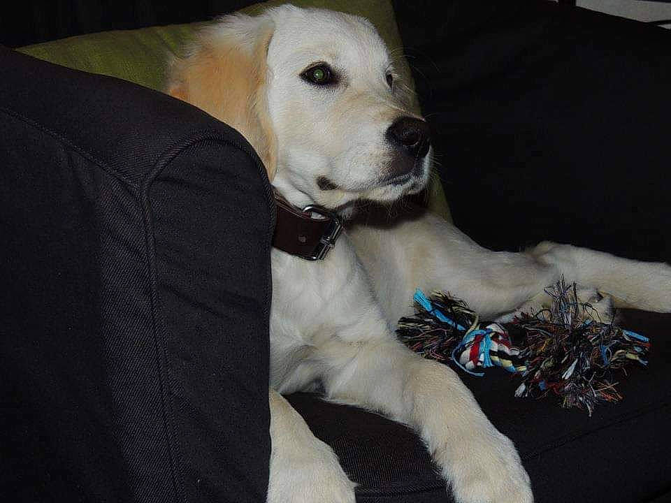 Hutch participe au concours pour gagner de l'argent avec cette photo : canidae, carnivore, collar, companion_dog, dog, dog_breed, dog_collar, dog_supply, fawn, fur, guard_dog, non_sporting_group, paw, sighthound, sporting_group, street_dog, terrestrial_animal, whiskers, working_animal