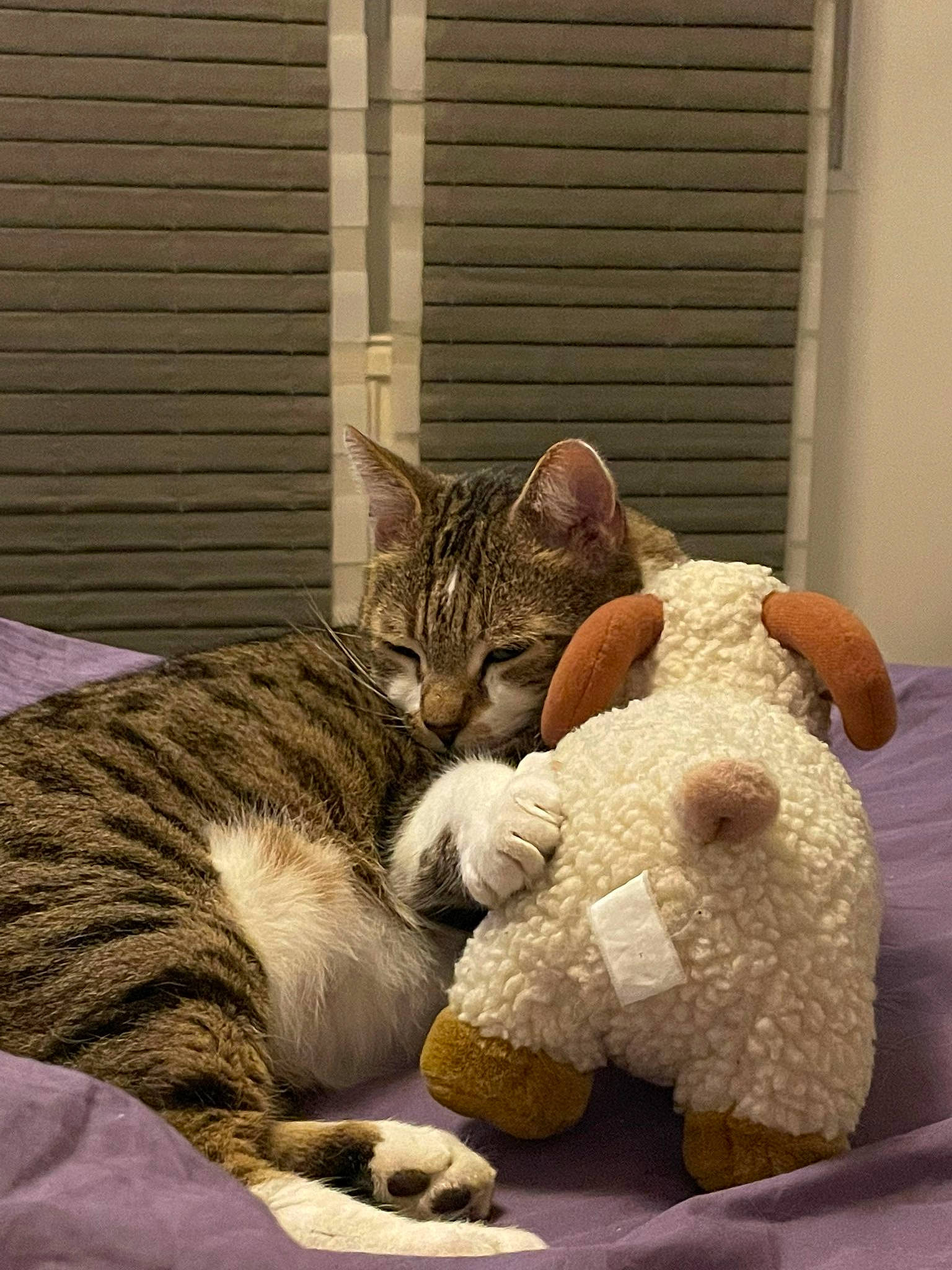 Mozart participe au concours pour gagner de l'argent avec cette photo : bedding, carnivore, cat, claw, comfort, domestic_short_haired_cat, felidae, fur, linens, nap, paw, room, small_to_medium_sized_cats, snout, tail, toy, whiskers, window, window_blind, wood