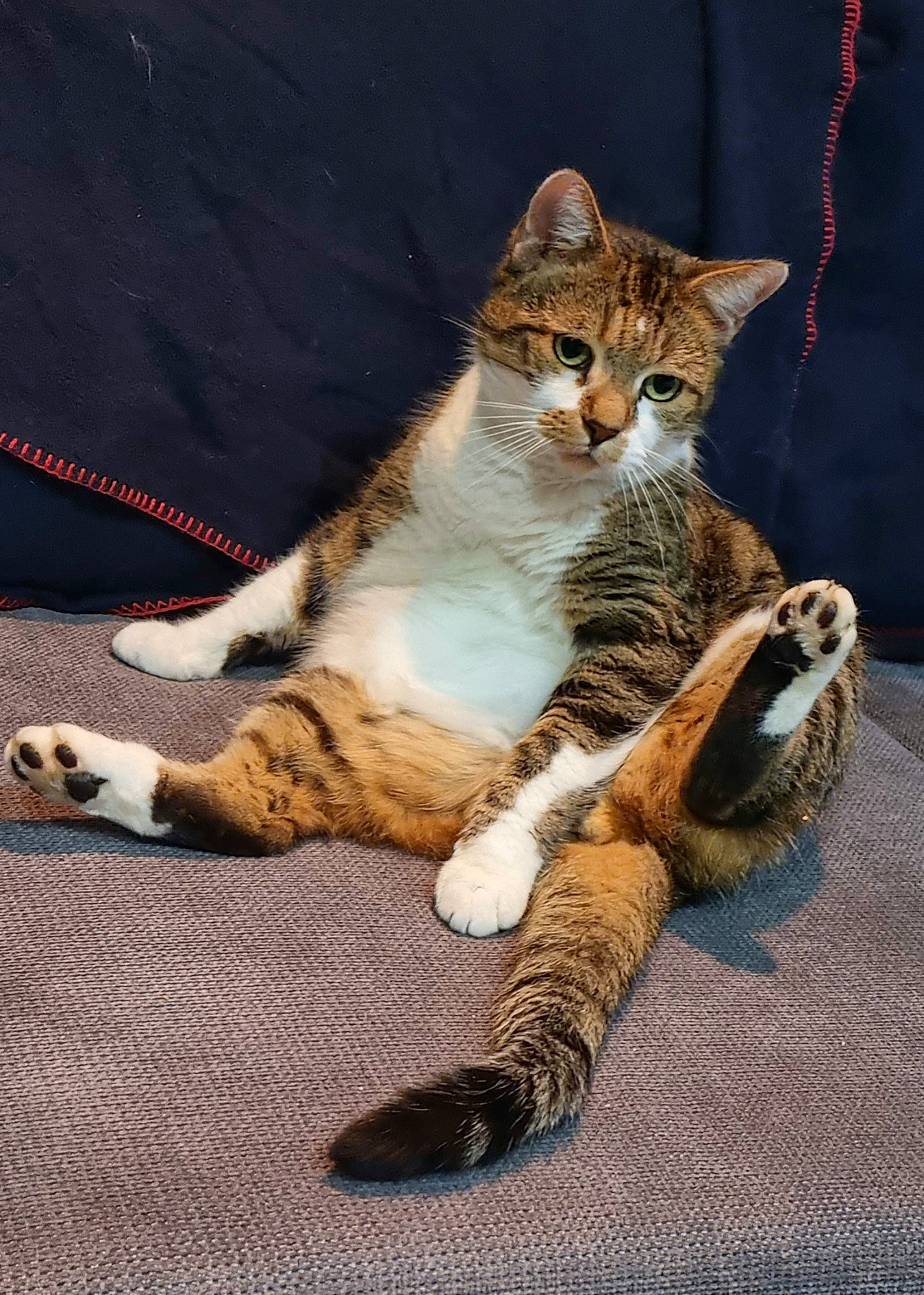 Mozart a rejoint le concours — aidez-le/la à gagner de superbes lots ! carnivore, cat, claw, domestic_short_haired_cat, eye, fawn, felidae, foot, fur, human_leg, paw, sitting, small_to_medium_sized_cats, snout, tail, terrestrial_animal, toe, whiskers, wildlife, window