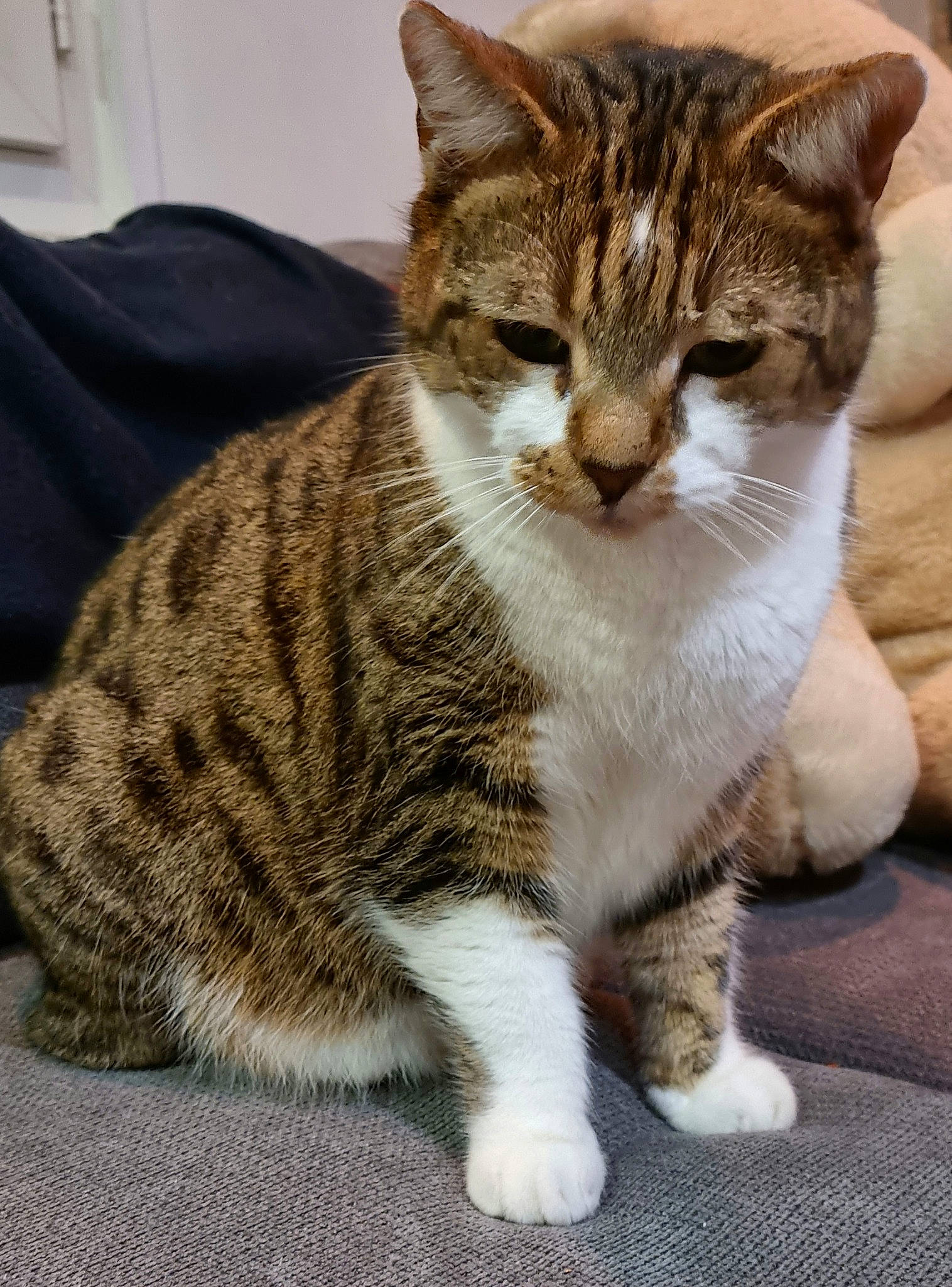 Mozart participe au concours pour gagner de l'argent avec cette photo : carnivore, cat, claw, domestic_short_haired_cat, felidae, foot, fur, paw, sitting, small_to_medium_sized_cats, snout, tail, terrestrial_animal, whiskers, window