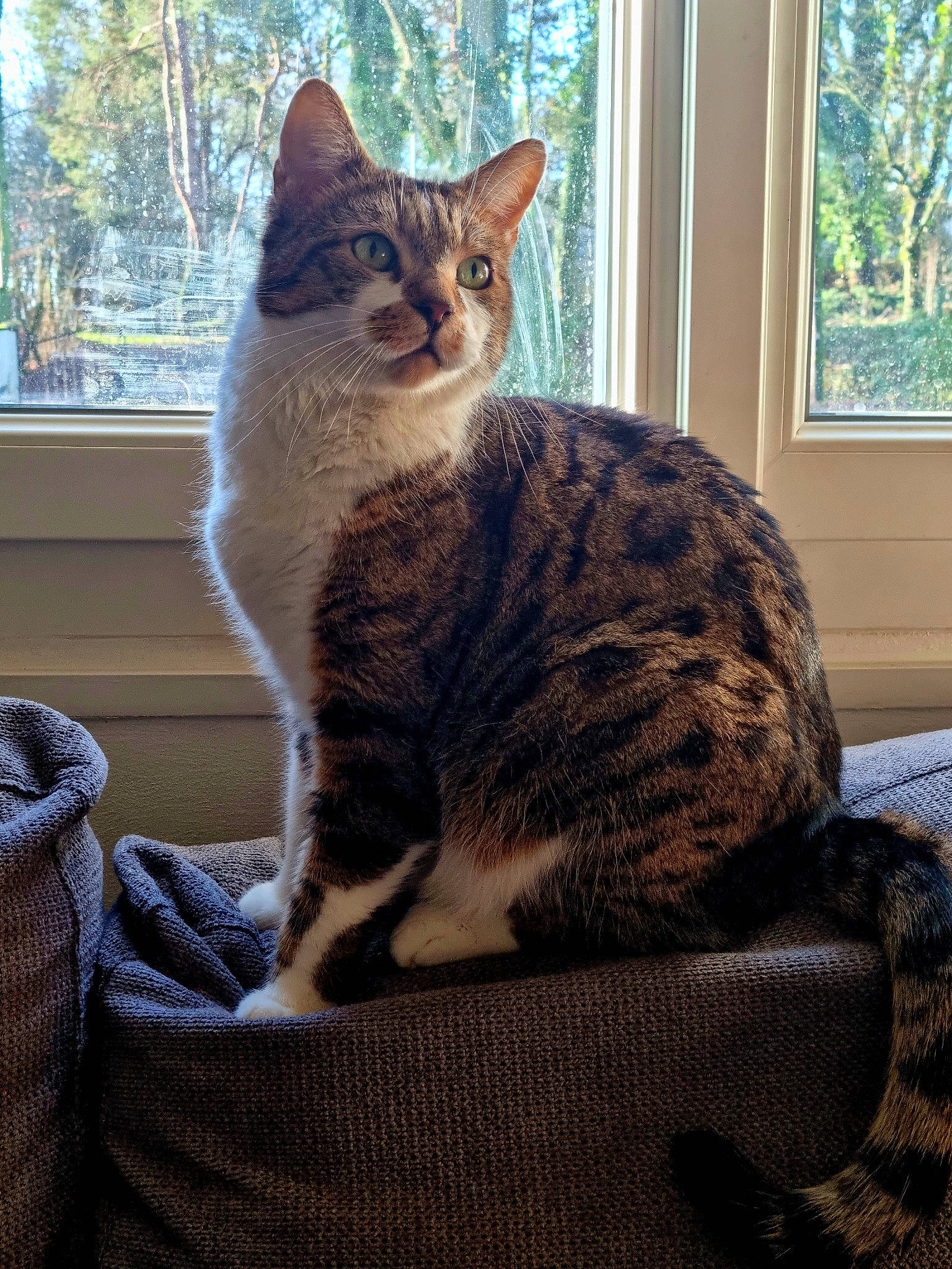 Mozart participe au concours pour gagner de l'argent avec cette photo : carnivore, cat, cat_supply, comfort, domestic_short_haired_cat, felidae, fur, grey, paw, sitting, sky, small_to_medium_sized_cats, snout, tail, terrestrial_animal, tree, whiskers, window