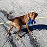 animal, blue_bow, brown_dog, collar, daytime, dog, floppy_ears, leash, muscular, outdoor, parking_lot, pavement, portrait, shadow, short_hair, standing, street, sunlight, tail, wrinkled_face
