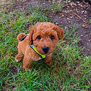 Tito is registered to the contest to win money with this photo: puppy, dog, grass, outdoor, cute, curly_fur, brown_fur, collar, pet, animal, looking_up, young_dog, nature, ground, small_dog, alert, adorable, close_up, fur, playful