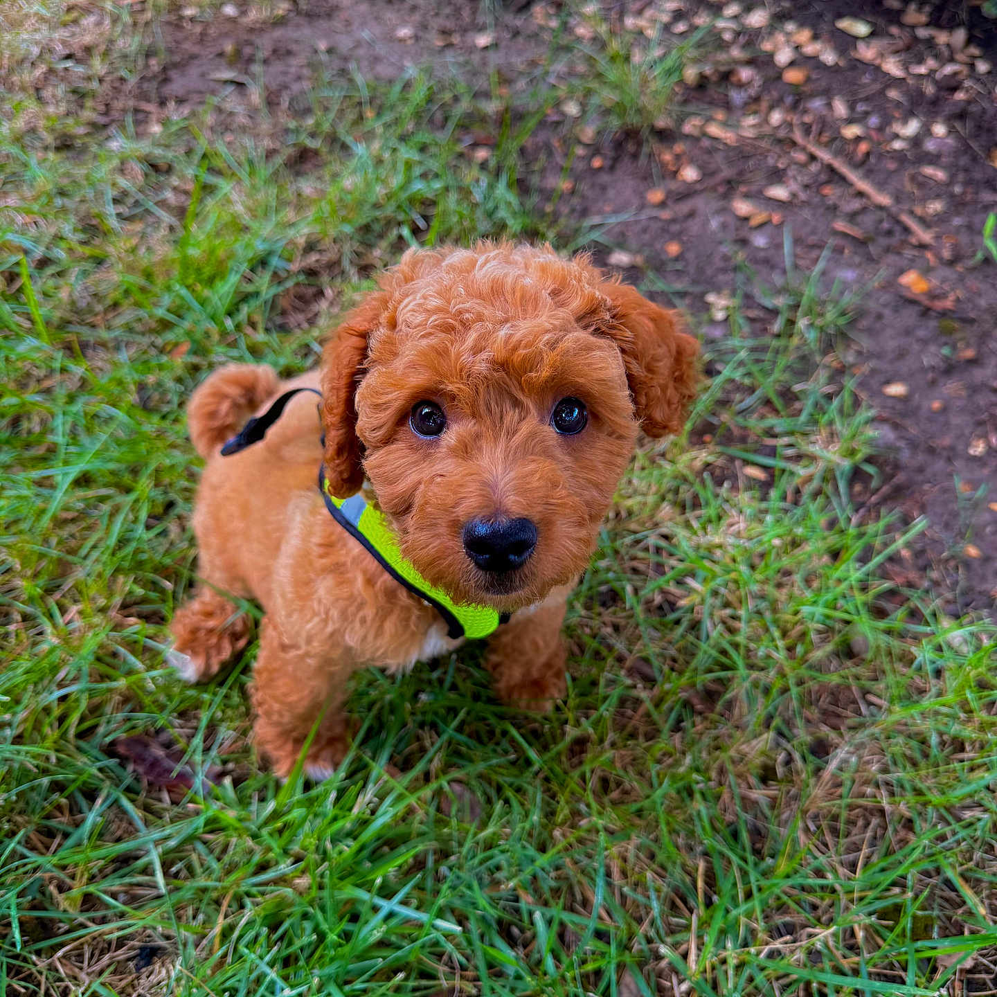 Tito is registered to the contest to win money with this photo: puppy, dog, grass, outdoor, cute, curly_fur, brown_fur, collar, pet, animal, looking_up, young_dog, nature, ground, small_dog, alert, adorable, close_up, fur, playful