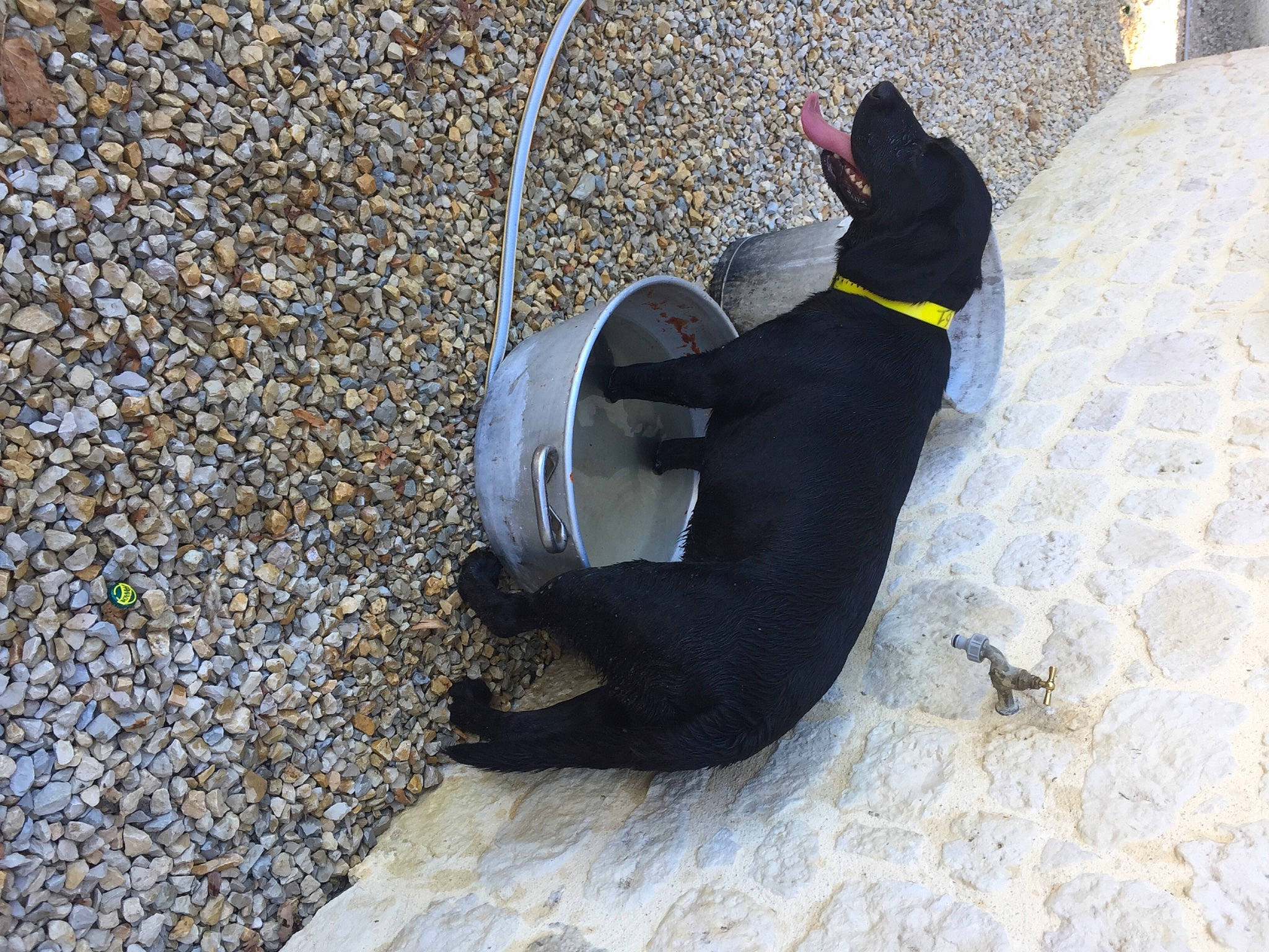 Maggy a rejoint le concours — aidez-le/la à gagner de superbes lots ! asphalt, automotive_tire, automotive_wheel_system, canidae, carnivore, comfort, concrete, dog_breed, felidae, floor, flooring, grass, grey, leash, pet_supply, road_surface, sidewalk, small_to_medium_sized_cats, sporting_group, tail