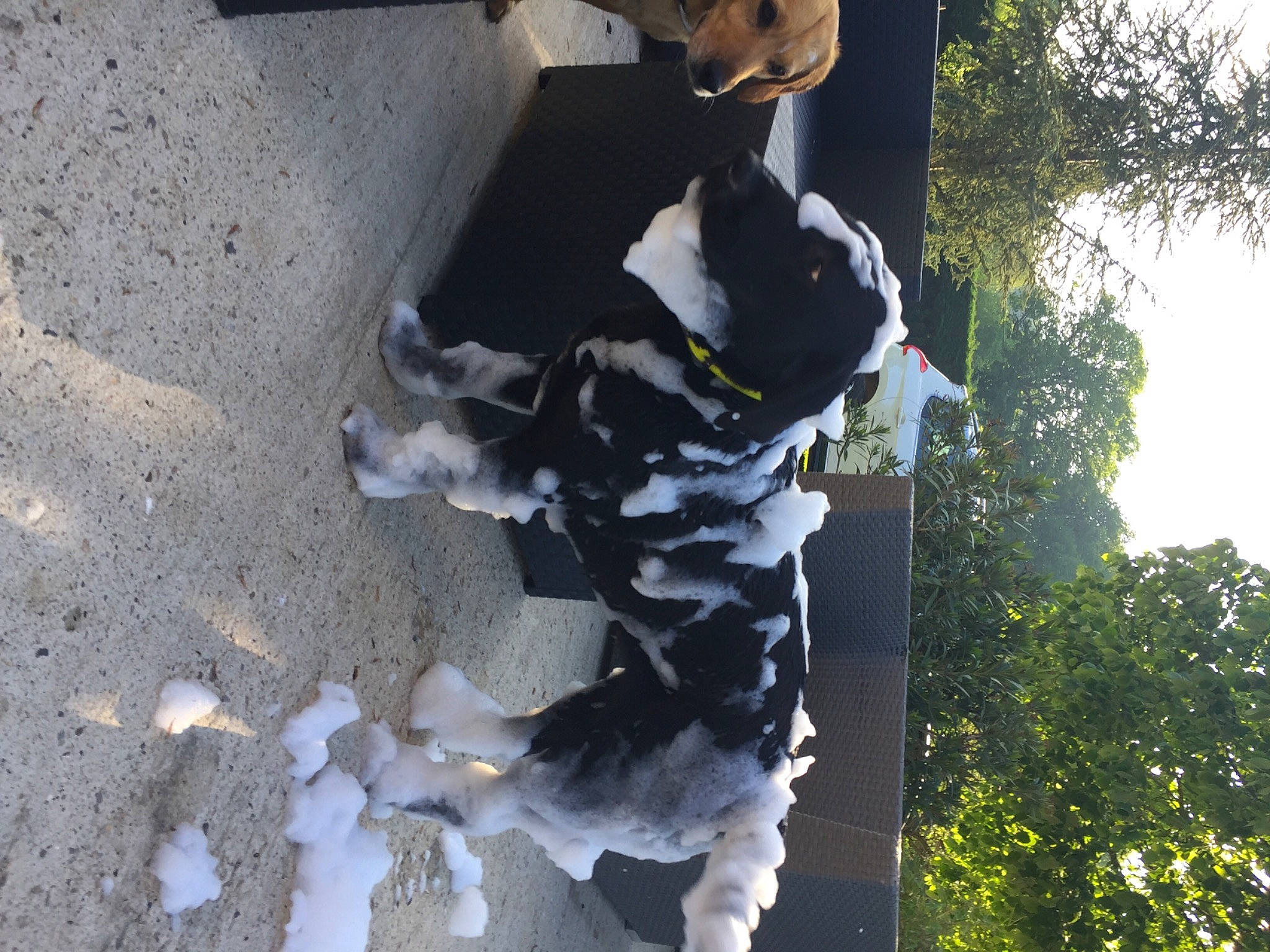 Maggy a rejoint le concours — aidez-le/la à gagner de superbes lots ! adventure, bovine, canidae, carnivore, companion_dog, dog, dog_breed, fur, plant, shadow, sky, soil, sporting_group, tail, tree, trunk, working_animal