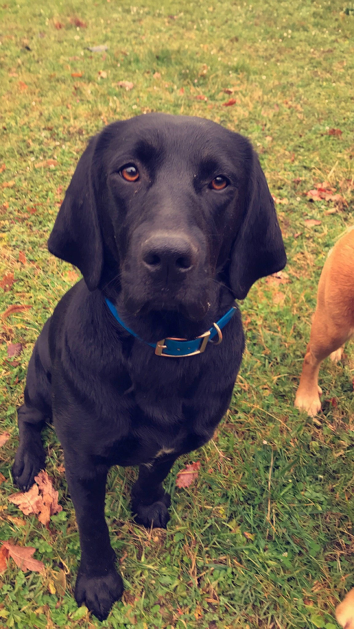 Maggy a rejoint le concours — aidez-le/la à gagner de superbes lots ! borador, canidae, carnivore, collar, companion_dog, dog, dog_breed, dog_collar, electric_blue, event, grass, gun_dog, hunting_dog, liver, personal_protective_equipment, plant, snout, sporting_group, whiskers, working_animal