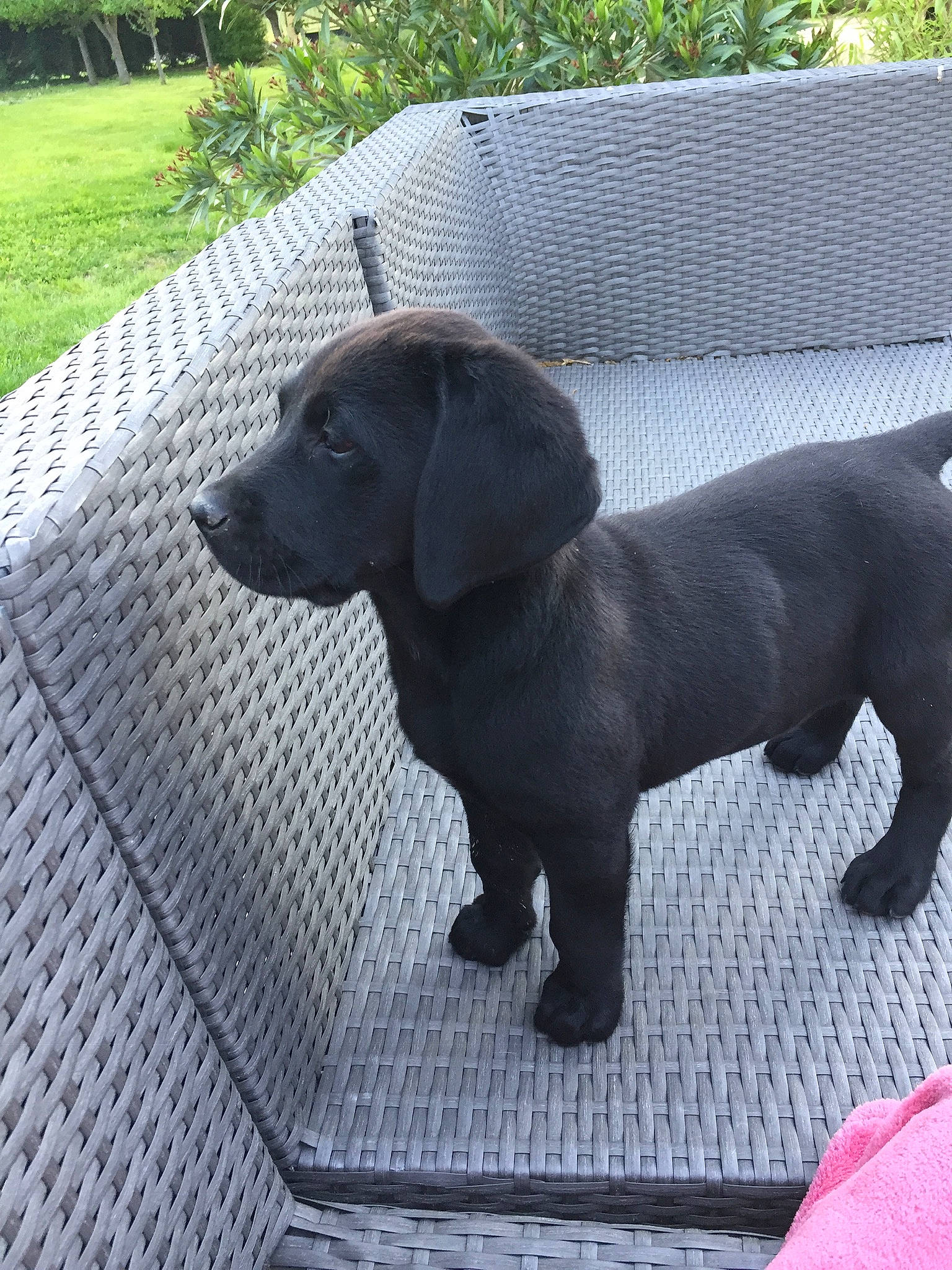 Maggy participe au concours pour gagner de l'argent avec cette photo : canidae, carnivore, companion_dog, dog, dog_breed, flooring, fur, grass, grey, gun_dog, liver, metal, pet_supply, plant, road_surface, snout, sporting_group, tail, terrestrial_animal, working_animal