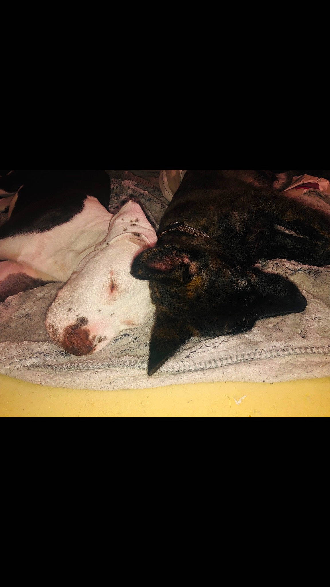 Sayvo a rejoint le concours — aidez-le/la à gagner de superbes lots ! carnivore, companion_dog, darkness, dog, dog_breed, domestic_pig, fawn, flesh, fur, livestock, night, paw, square, suidae, terrestrial_animal, tints_and_shades, vegetable, vertebrate, visual_arts, working_animal