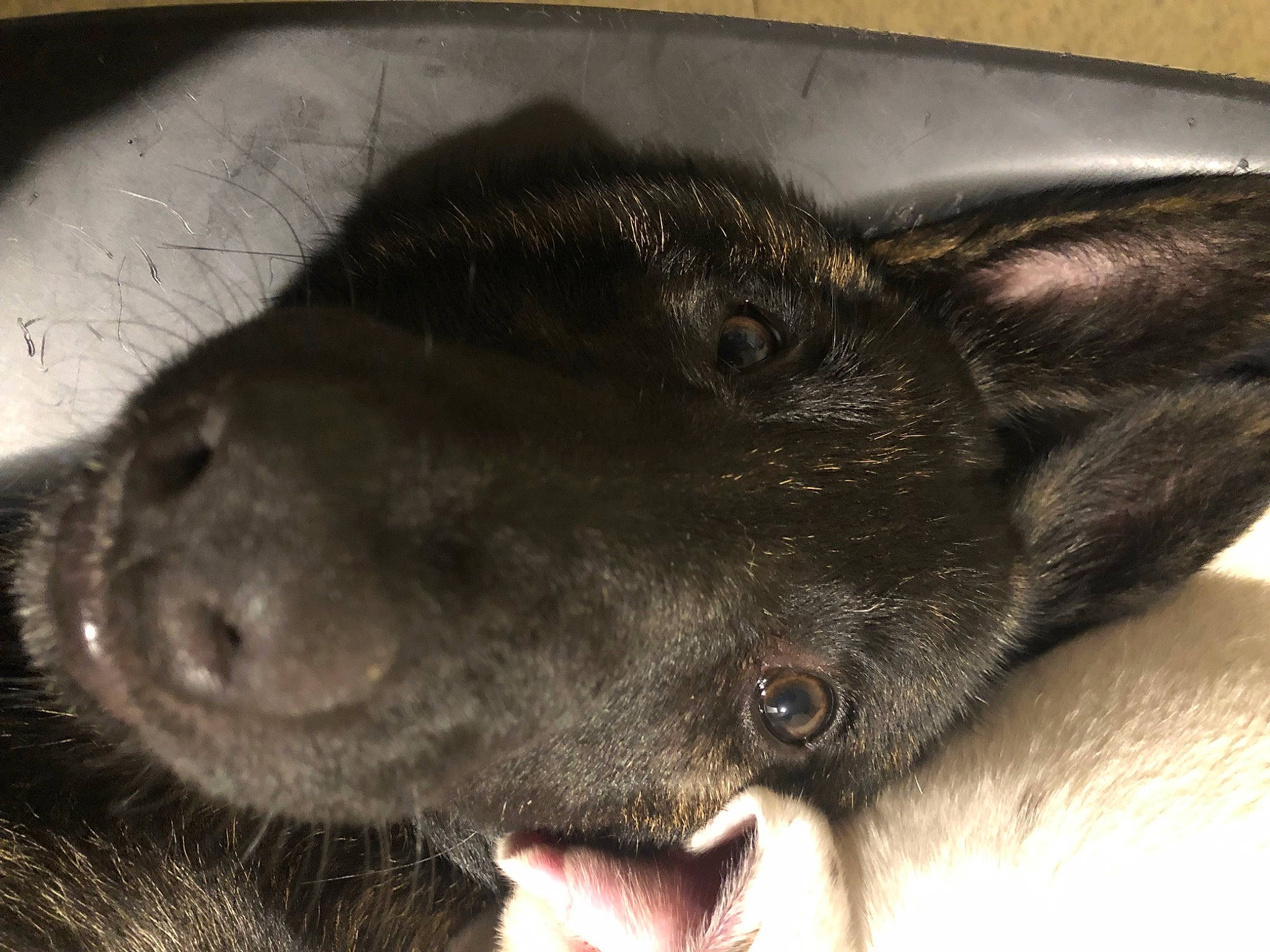 Sayvo participe au concours pour gagner de l'argent avec cette photo : black, borador, canidae, carnivore, collar, companion_dog, dog, dog_breed, ear, fur, liver, pet_supply, snout, sporting_group, terrestrial_animal, whiskers, working_animal