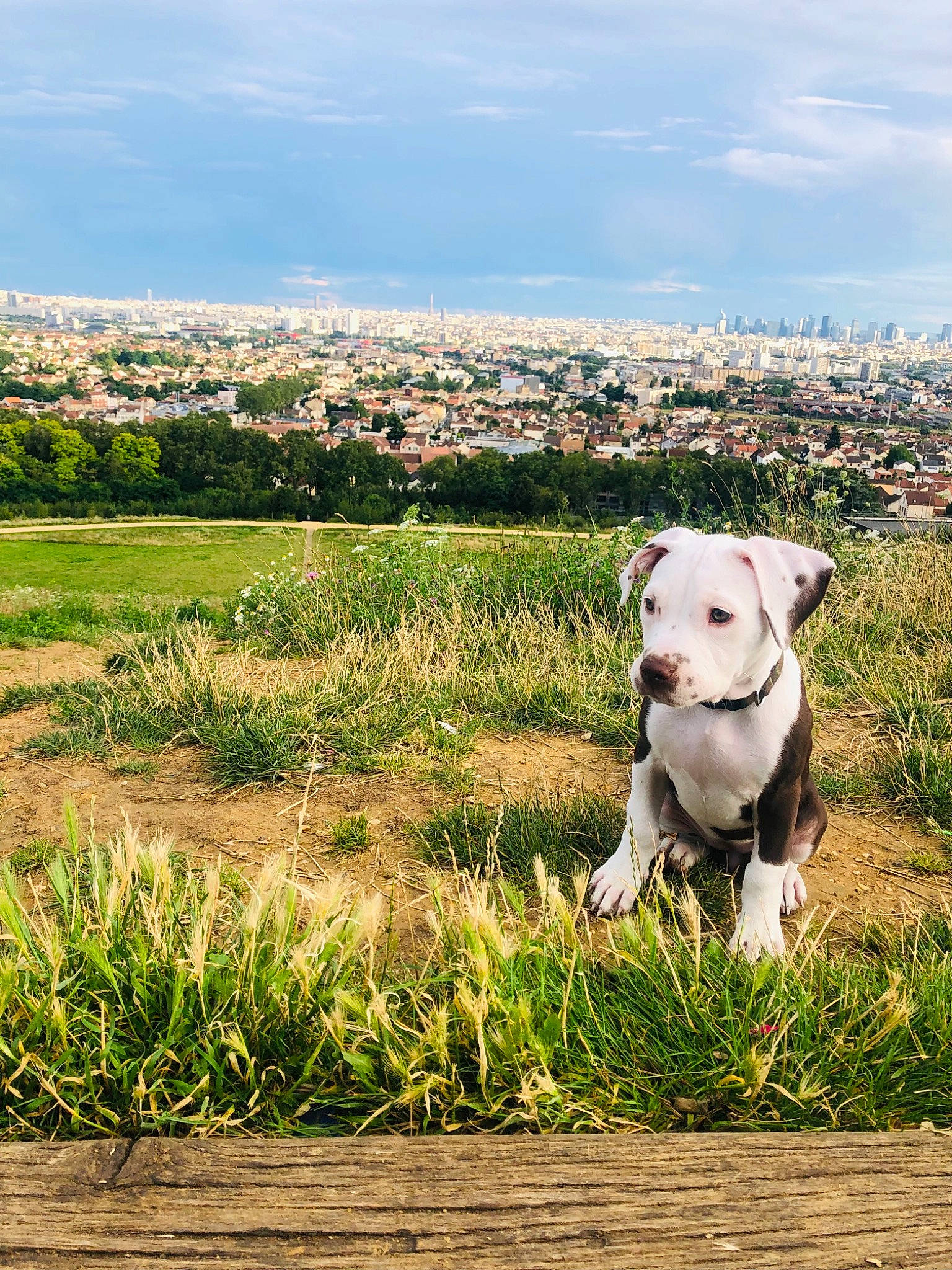 Sinaï participe au concours pour gagner de l'argent avec cette photo : carnivore, cloud, collar, companion_dog, dog, dog_breed, dog_collar, fawn, field, grass, grassland, happy, landscape, meadow, people_in_nature, plant, sky, sunlight, tail, working_animal