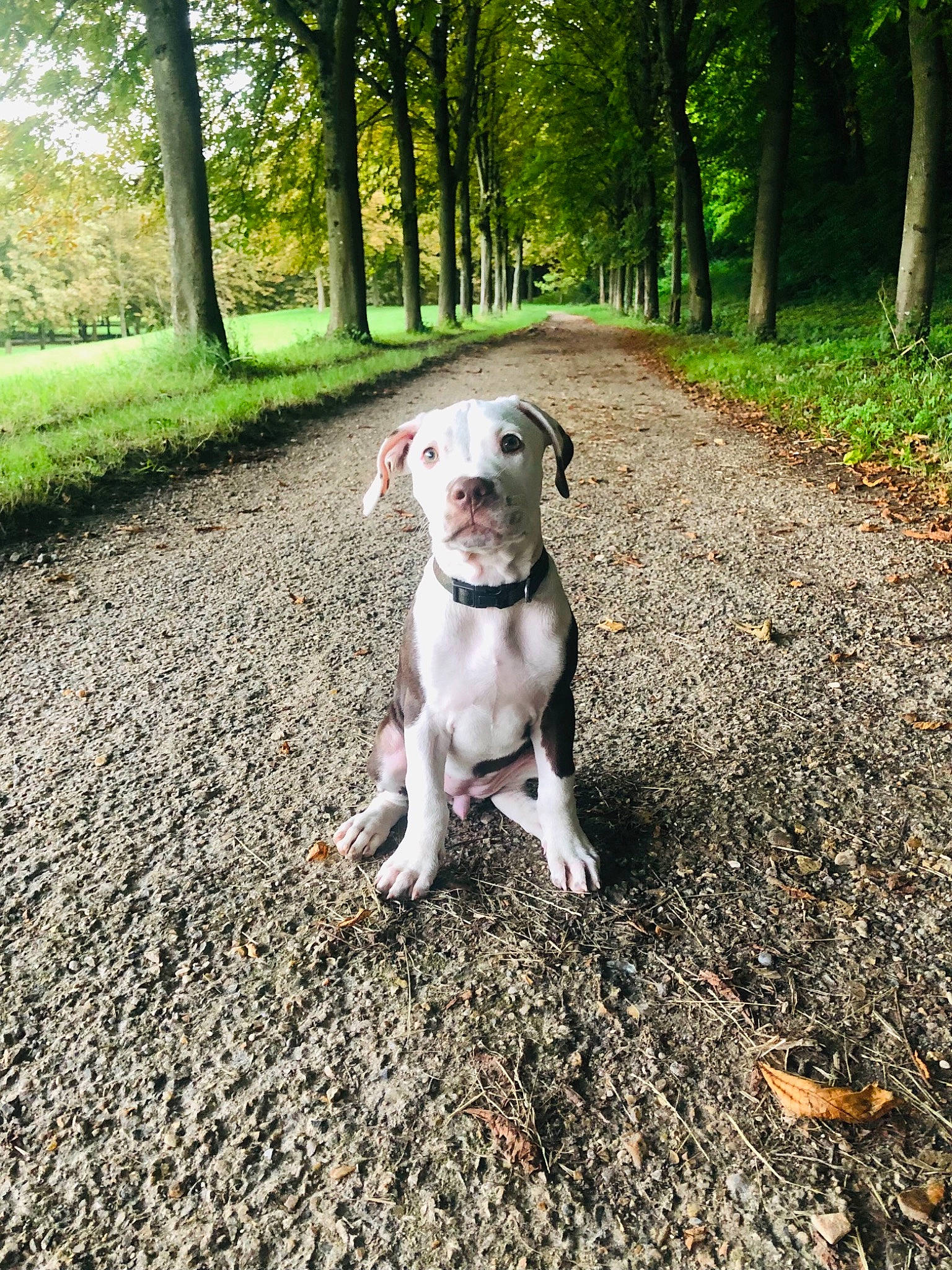 Sinaï a rejoint le concours — aidez-le/la à gagner de superbes lots ! adventure, carnivore, collar, companion_dog, dog, dog_breed, dog_collar, fawn, forest, grass, hunting_dog, natural_landscape, plant, soil, sporting_group, tail, tree, wood, woodland, working_animal