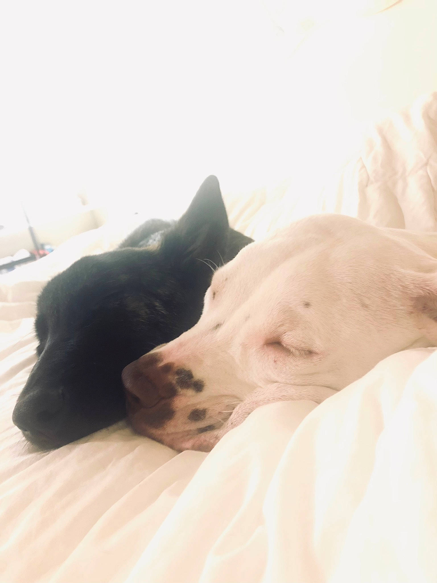 Sinaï participe au concours pour gagner de l'argent avec cette photo : canidae, carnivore, comfort, companion_dog, dog, dog_breed, fawn, grey, guard_dog, hardwood, linens, nap, puppy, snout, sporting_group, tail, terrestrial_animal, whiskers, wood, working_animal