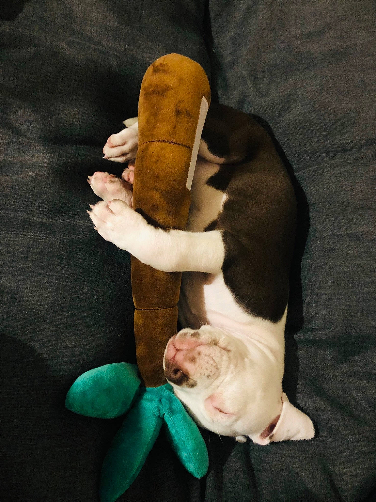 Sinaï participe au concours pour gagner de l'argent avec cette photo : barefoot, comfort, companion_dog, dog, finger, foot, gesture, hand, human_leg, knee, nail, petal, plush, stuffed_toy, textile, thigh, thumb, toy, wood, wrist